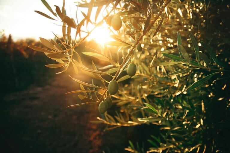 Olive tree